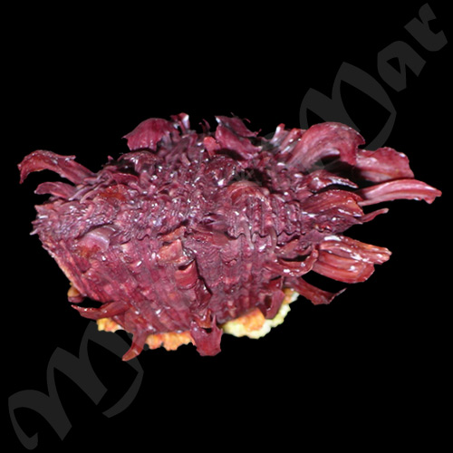 Spondylus ictericus Reeve, 1856 - Imagem 3