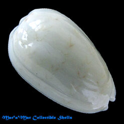 Pachybathron cypreoides (C.B.Adams, 1845)