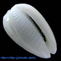 Alternative view of Pachybathron cypreoides (C.B.Adams, 1845)