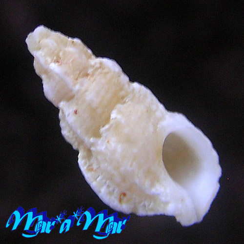 Aspella cryptica Radwin & D´Attilio, 1976