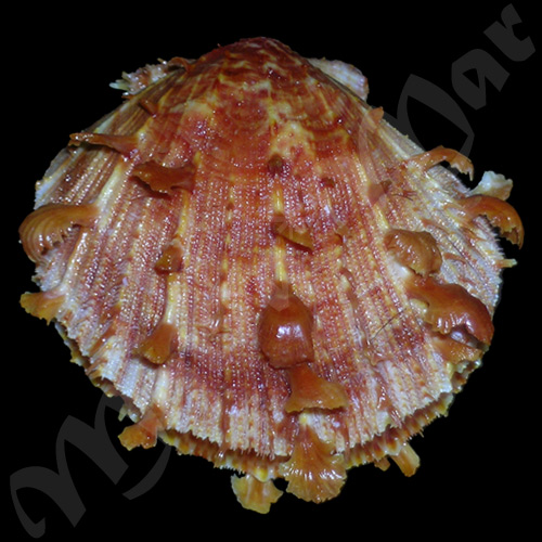 Spondylus ictericus Reeve, 1856