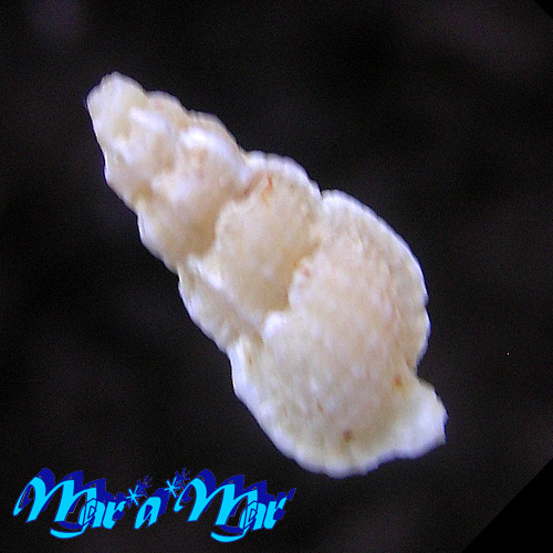 Alternative view of Aspella cryptica Radwin & D´Attilio, 1976