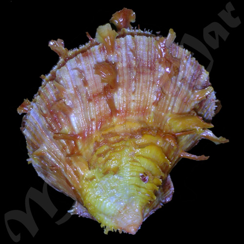 Spondylus ictericus Reeve, 1856 - Imagem 2