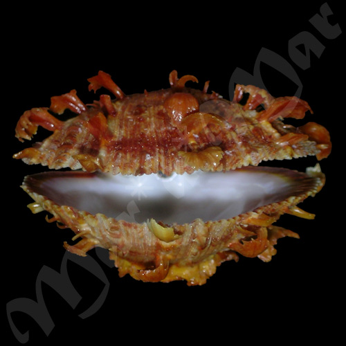 Spondylus ictericus Reeve, 1856 - Imagem 3