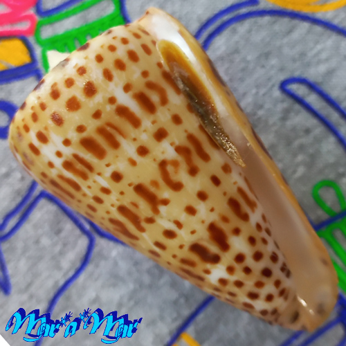 Conus spurius atlanticus Clench, 1942