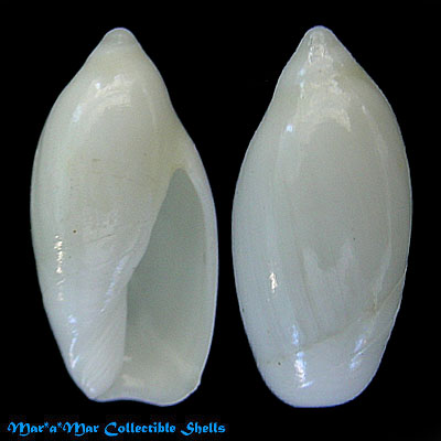 Ancilla sp.
