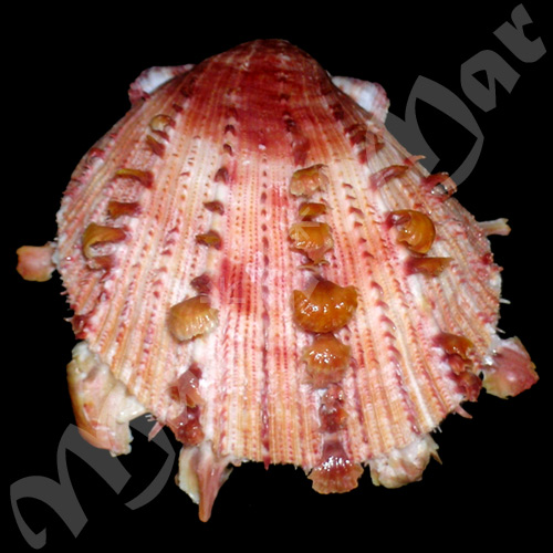 Spondylus ictericus Reeve, 1856