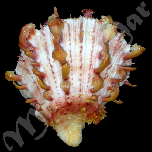Spondylus ictericus Reeve, 1856 - Imagem 2