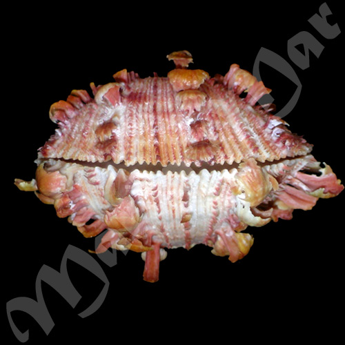 Spondylus ictericus Reeve, 1856 - Imagem 3