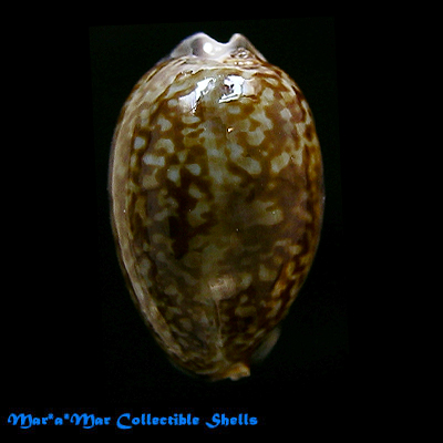 Cypraea (Zonaria) arabicula Lamarck, 1819