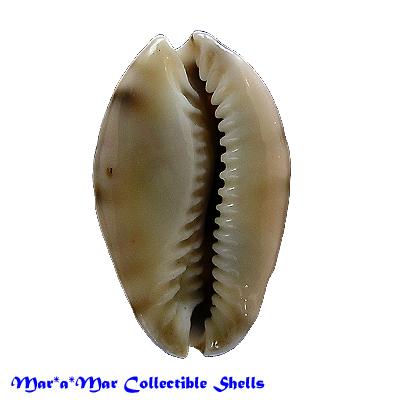 Cypraea (Zonaria) arabicula Lamarck, 1819 - Imagem 2
