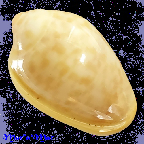 Alternative view of Prunum sp.