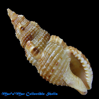 Colubraria obscura (Reeve, 1844)