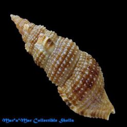 Colubraria obscura (Reeve, 1844) - Imagem 2