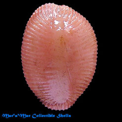 Pusula macaeica  Fehse, D. & J Grego,2005