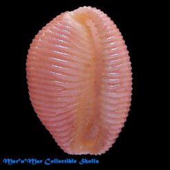 Alternative view of Pusula macaeica  Fehse, D. & J Grego,2005