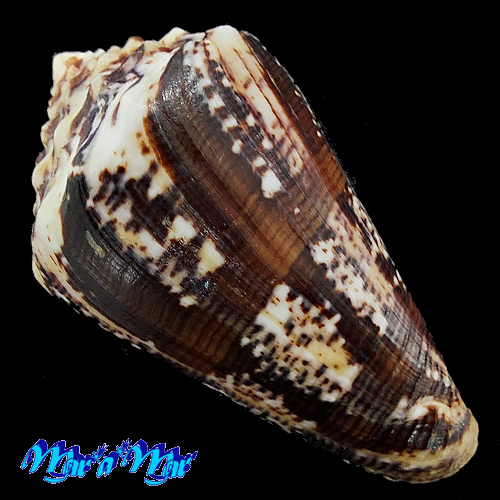 Conus regius Gmelin, 1791 - Image 2