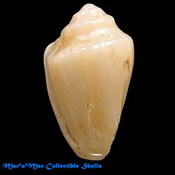 Glabella youngi Kilburn, 1977