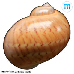 Natica canrena (Linnaeus, 1758) - Imagem 2