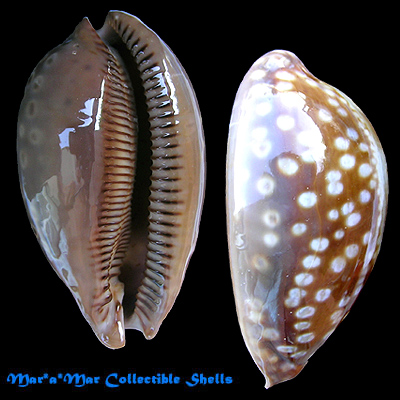 Macrocypraea zebra Linnaeus, 1758