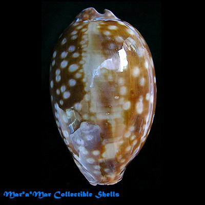 Macrocypraea zebra Linnaeus, 1758 - Image 2