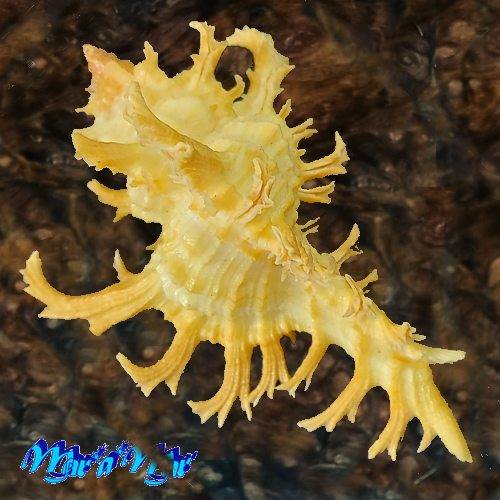 Chicoreus spectrum (Reeve, 1846) - Image 2