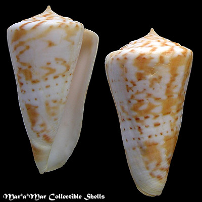 Conus sp.