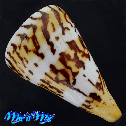 Conus centurio Born, 1778 - Imagem 2
