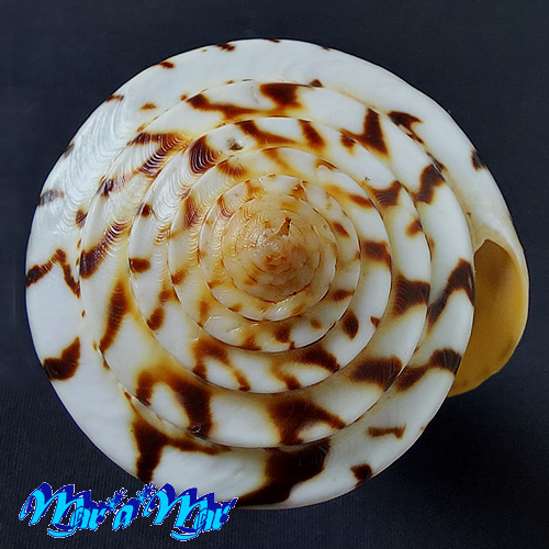 Conus centurio Born, 1778 - Imagem 3