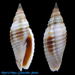 Subcancilla flammea (Quoy & Gaimard, 1833)