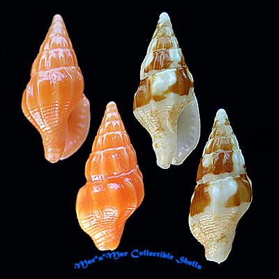 Anachis carloslirai P.M. Costa, 1996