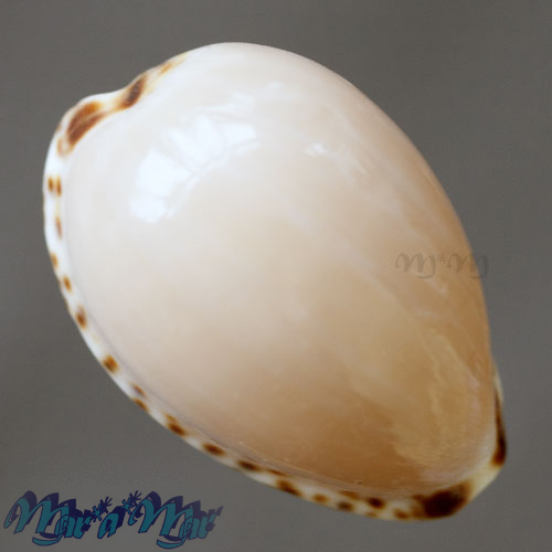 Alternative view of Cypraea angustata Gmelin, 1791