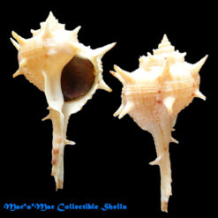 Bolinus brandaris (L., 1758)