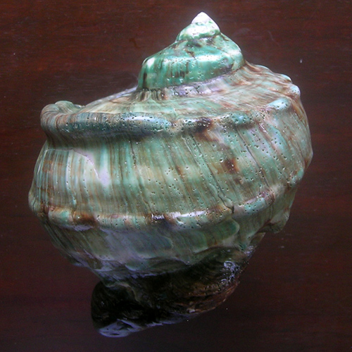 Alternative view of Turbo marmoratus Linnaeus, 1758