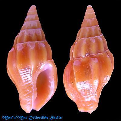 Anachis carloslirai P.M. Costa, 1996 - Imagem 2