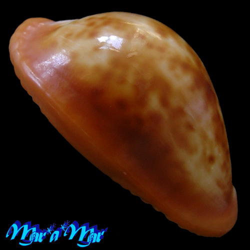 Cypraea (Propustularia) surinamensis (Perry, 1811) - Image 2