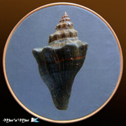 Alternative view of Pugilina tupiniquim Abbate & Simone, 2015