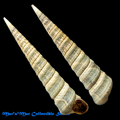 Turritella variegata (L., 1758)