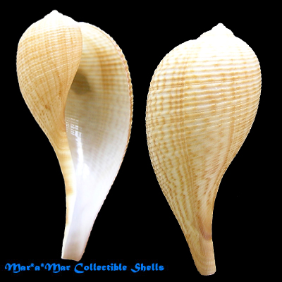 Ficus gracilis (Sowerby, 1825)