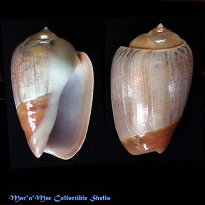 Olivancillaria urceus (Röding, 1798)*