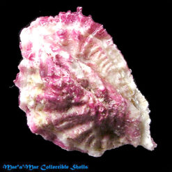 Hyotissa hyotis (Liné, 1758)