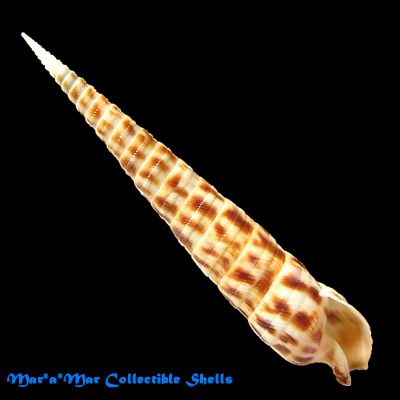 Terebra taurina (Lightfoot, 1786)