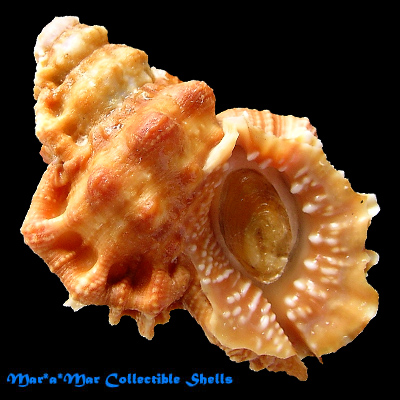 Bursa corrugata ponderosa (Reeve, 1844)