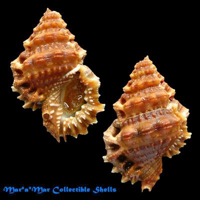 Bursa corrugata ponderosa (Reeve, 1844) - Imagem 2