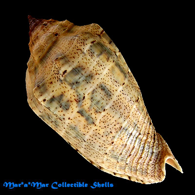 Voluta virescens Ligthfoot, 1786