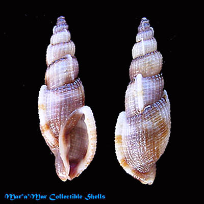 Tritonoharpa leali Harasewych & Verhaeghe, 1992*