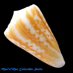 Conus clenchi Martens, 1943