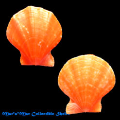 Flexopecten glaber (Linnaeus, 1758)