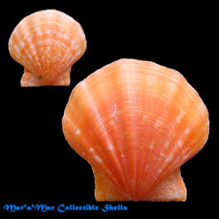 Flexopecten glaber (Linnaeus, 1758)