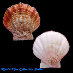 Flexopecten glaber (Linnaeus, 1758)